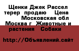 Щенки Джек Рассел терер .продаю. › Цена ­ 15 000 - Московская обл., Москва г. Животные и растения » Собаки   